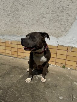 American Bully - 2
