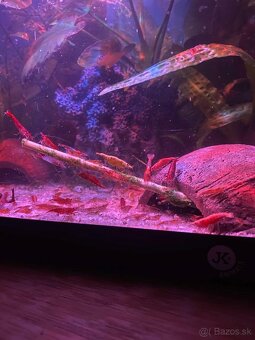 Krevetky neocaridina rôzne farby - 2