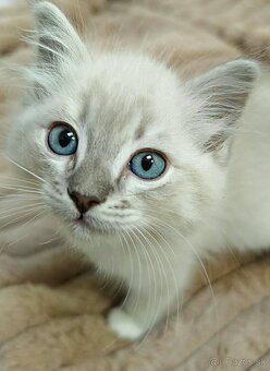 Ragdoll - 2