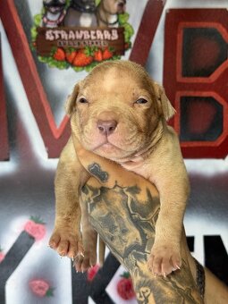 American Bully Xl - 2