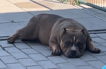 AMERICAN BULLY pocket - 2