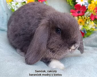 Zakrslý baranček s VP samček modrý s bielou - 2