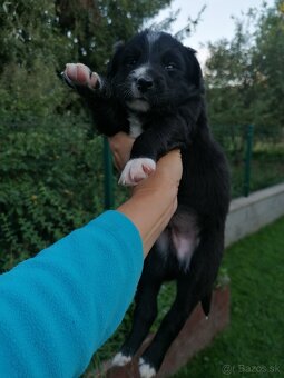 Šteniatka 4 psíky - 2
