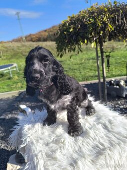 Anglický kokeršpaniel šteniatko - 2