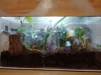 Pagekon hrbolkohlavý (gargoyle gecko) - 2