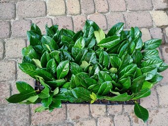 Prunus laurocerasus Vavrínovec ,,NOVITA, 0,38 € - 2