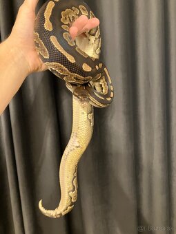 Pytón kráľovský samica Cinnamon 50% het pied (ringer) 11/22 - 2