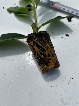 Vavrinovec lekarsky novita živy plot - 2