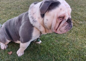 Anglický buldog - 2