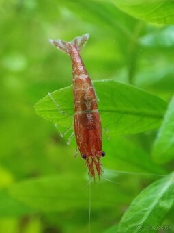 Predám krevetky - 2