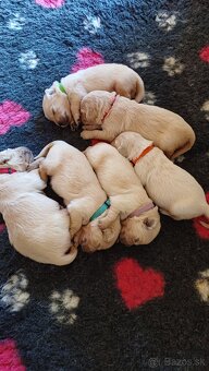 Zlatý retriever, šteniatko s PP - fenka - 2