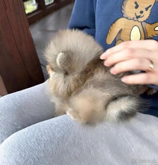 Pomeranian mini - 2