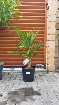 Trachycarpus Fortunei - 2