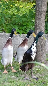 Káčer indický bežec - 2