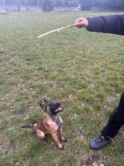 Belgicki ovčak malinois - 2