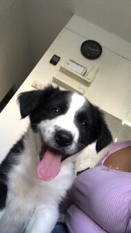 Predávam tohto krásneho psíka - 2