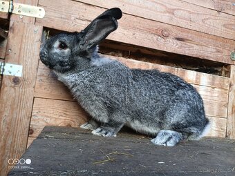 Samica Činčila veľká - 2