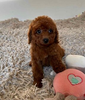Dark Red Poodle girls pudel pudlik pudl - 2
