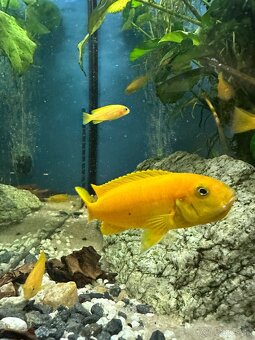Predám Cichlidy - Pseudotropheus saulosi - Vlastný chov - 2