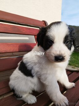 Šteniatka border kólia - 2