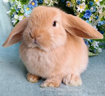 Zakrslý baranček s VP samička žltá - 2