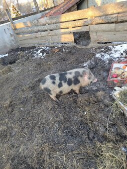 Vietnamské prasce - 2