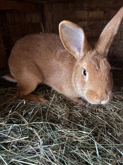 burgundský králik - 2