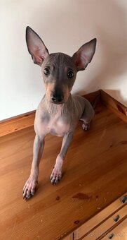 Americký bezsrstý teriér - štěně (pejsek) - 2