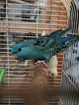 Aymara pruhovana - 2