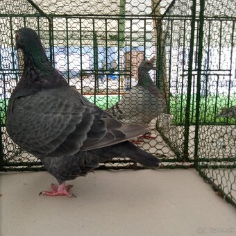 Predam holuby texan - 2