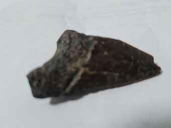 4,7 miliónov rokov skamenelý zub žraloka Megalodona a mušle - 2