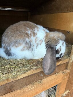 Francúzsky baran - 2