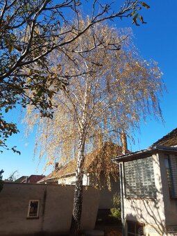 Pílenie a orez stromov - 2