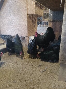 Násadové vajcia - 2