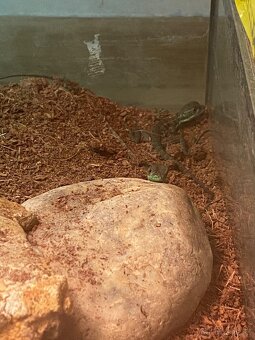 Predám mláďatá baziliška zeleného - 2