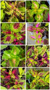 Koleus coleus africká okrasná žihľava - 2