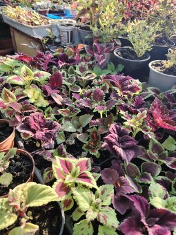 Coleus - 2