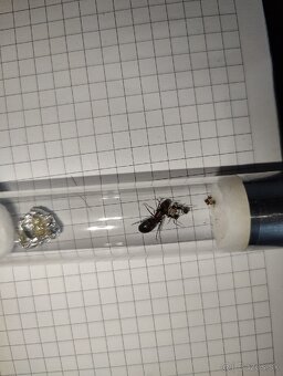 Predám kolóniu mravcov Camponotus nicobarensis - 2