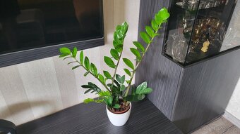 Zamiokulkas (Zamioculcas zamiifolia) - 2