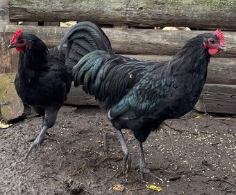 Australorp kohút - 2