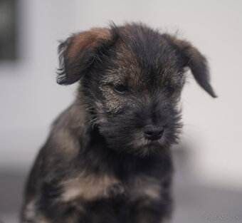 Bradáč malý / - 2