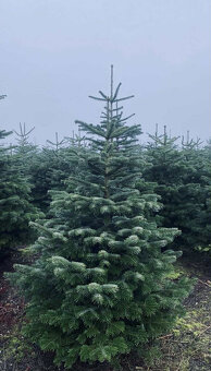 Kaukazská jedľa 1,70-2,00 smrek vianočné stromčeky - 2
