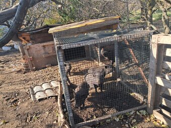 Vietnmske prasiatka - 2