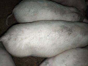 Na predaj prasiatka - 2