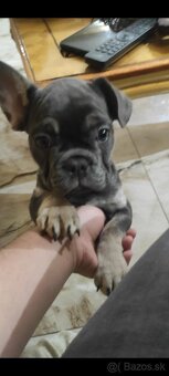 Predam Buldočeka - 2