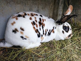 Dalmatínsky Rex Trikolor - 2