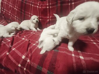 Šteniatka slovenský čuvač - 2