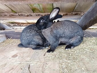 Predám králiky - 2