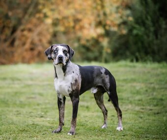 Louisianský leopardí pes Catahoula s PP - 2
