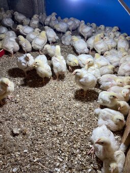 Brojlerove kurčatá - 2